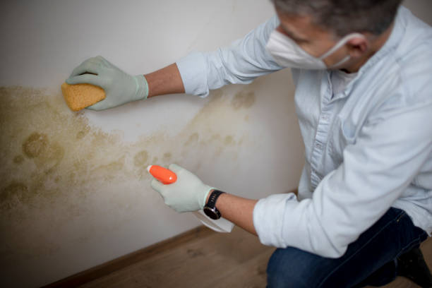 Best DIY Mold Remediation Support Services in West Van Lear, KY